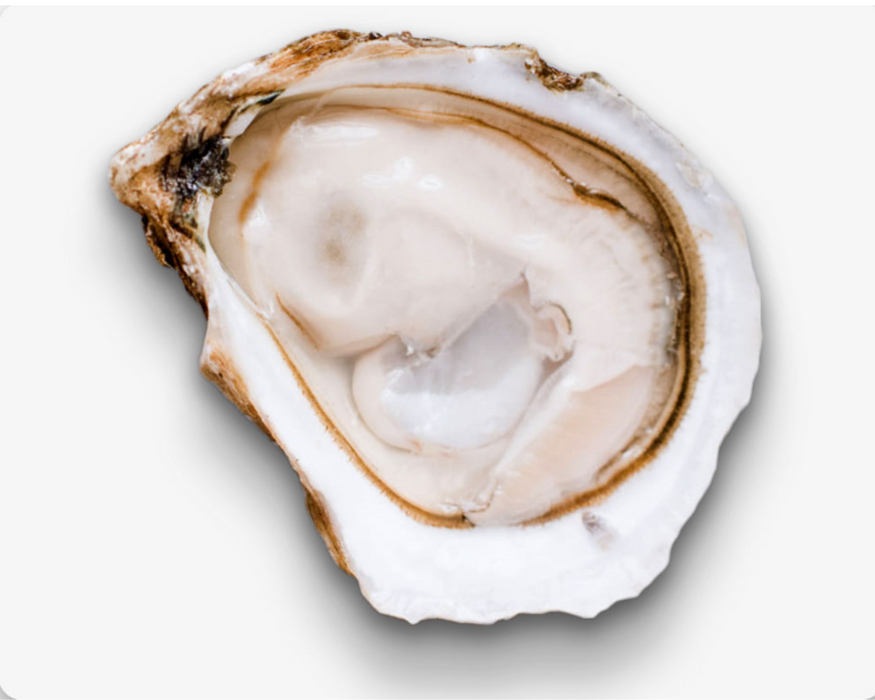 Shiny Sea Oyster (100ct)