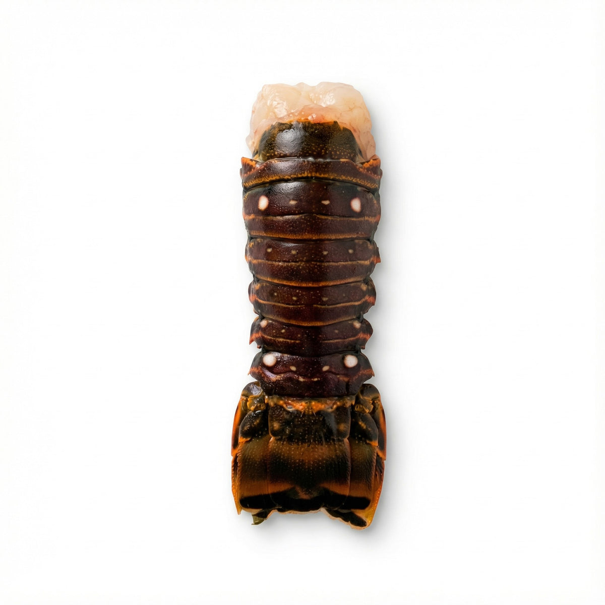 Rock Lobster Tail 4oz– Diana's Seafood
