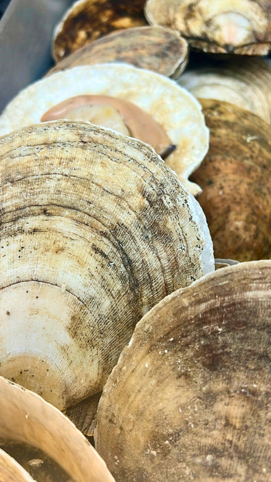 Scallops on the Half Shell
