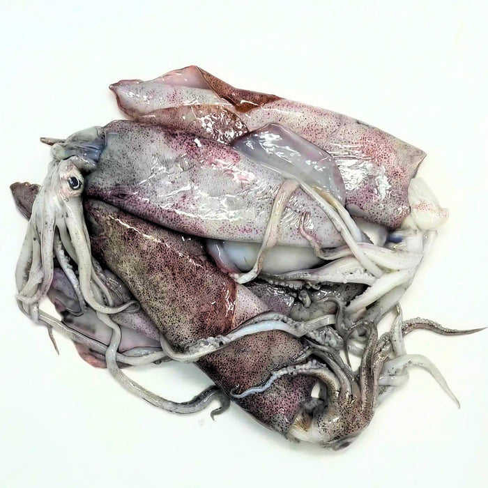 Fresh Squid