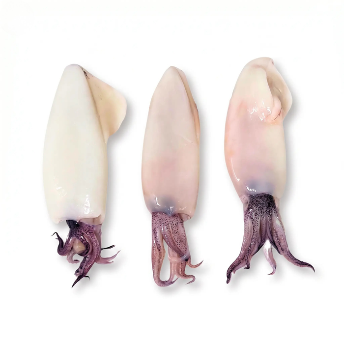 Cleaned Squid