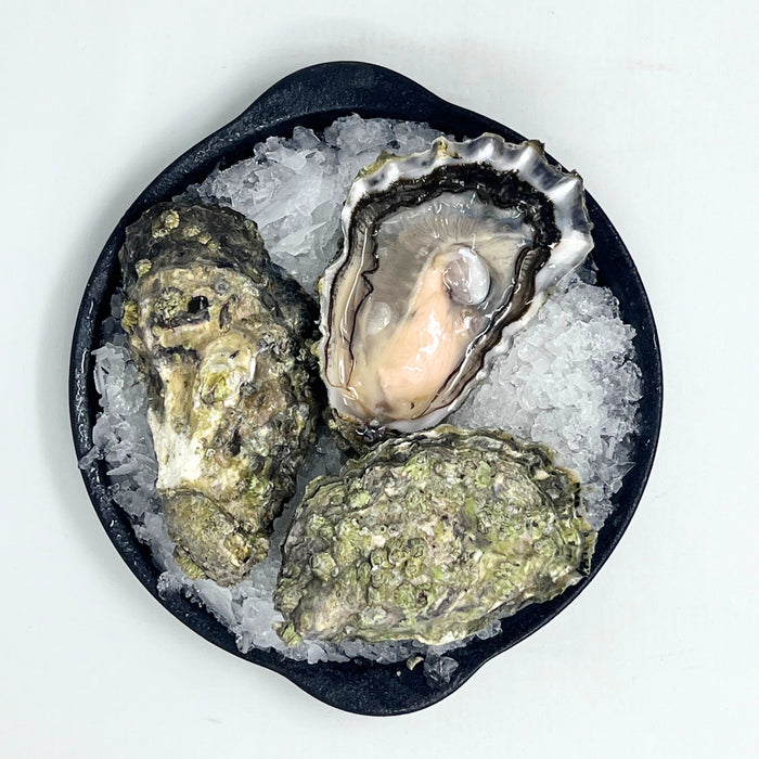 Evening Cove Oysters - 60 or 12 Count (Small)