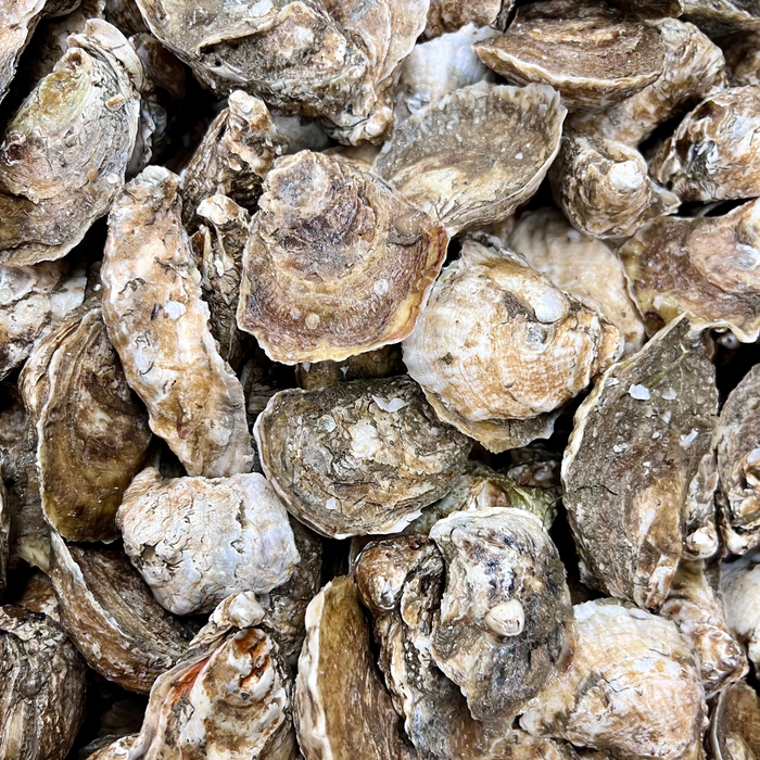 Goldilocks Cocktail Oysters $1 Special