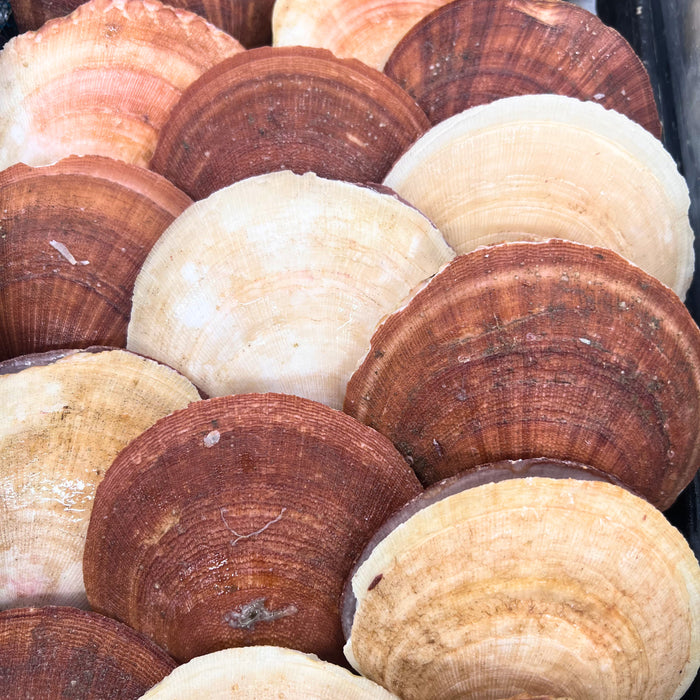 Live In-Shell Sea Scallops