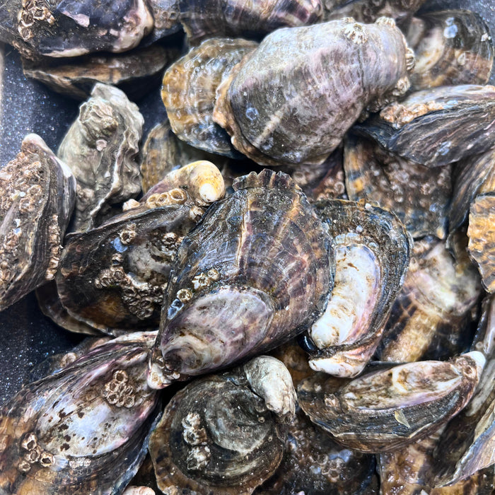 Shigoku Oysters