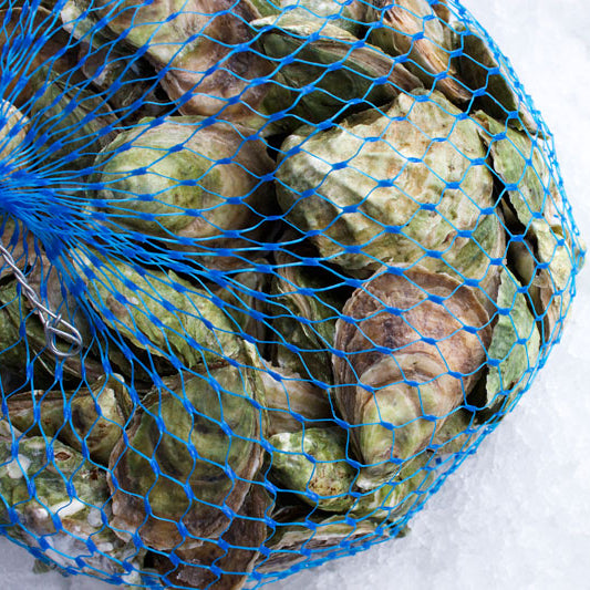 Irish Point Oysters