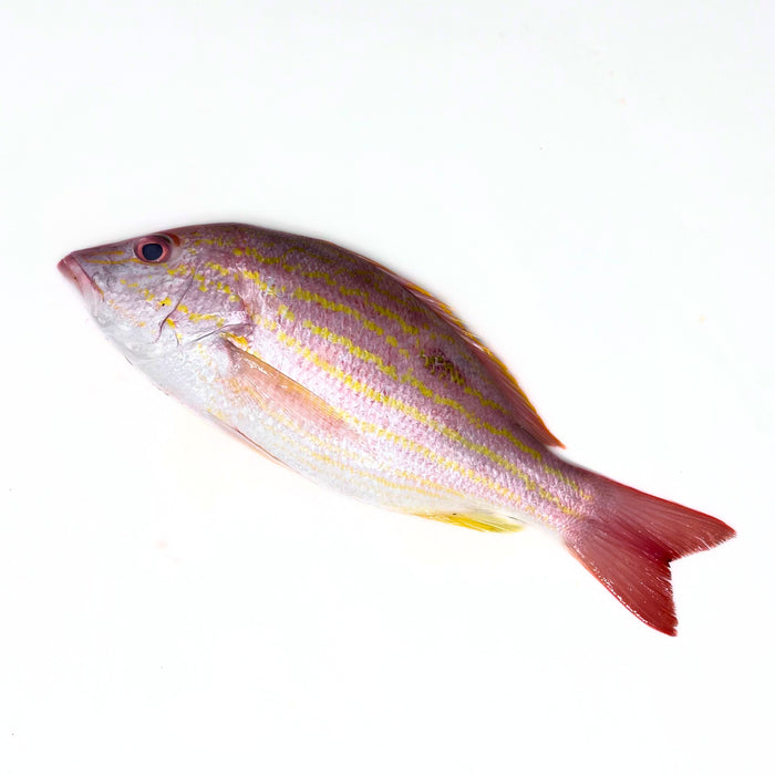 Whole Lane Snapper