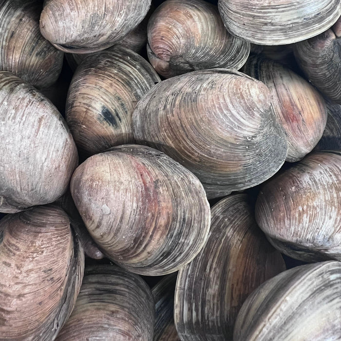 Live Little Neck Clams