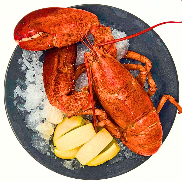 Two Claws Live Lobster 1.25LB