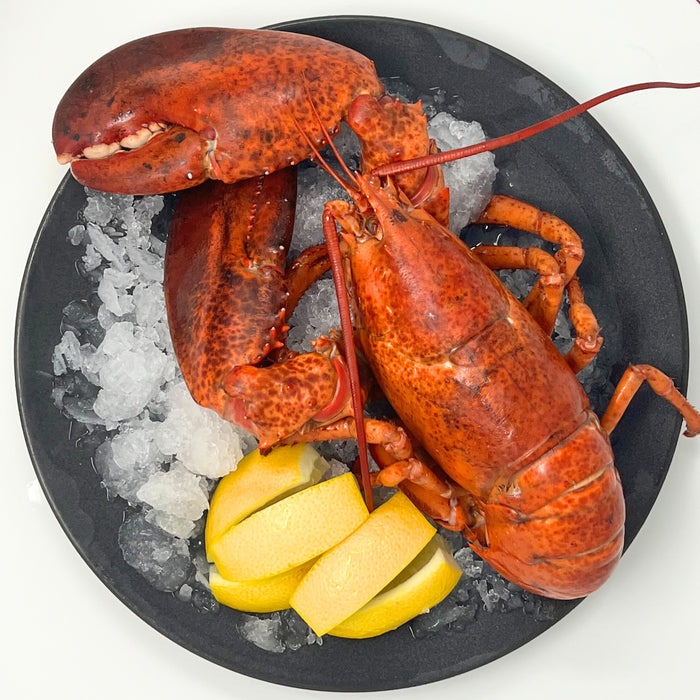 Two Claws “Live” Lobster – 1.25 lb