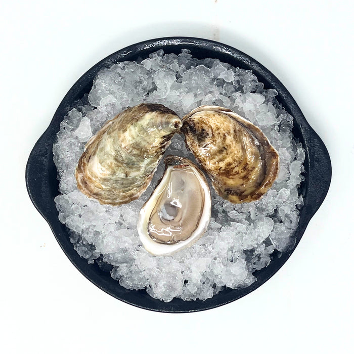 Lucky Lime Oysters – 100 or 12 Count