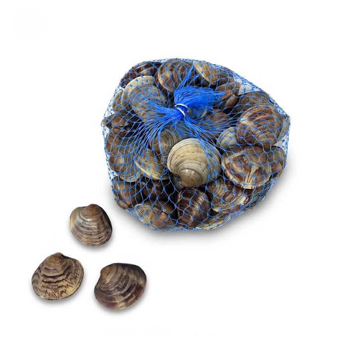 Live Pasta Clams