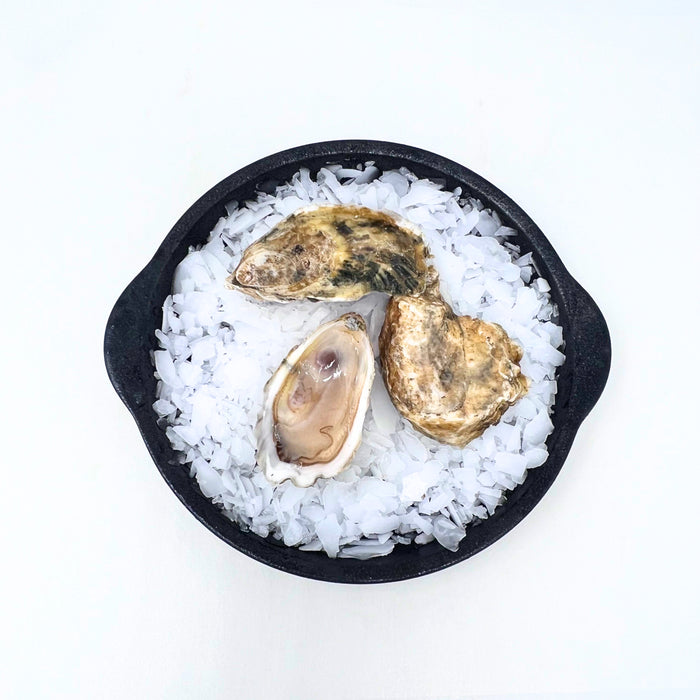 Pemaquid Oysters