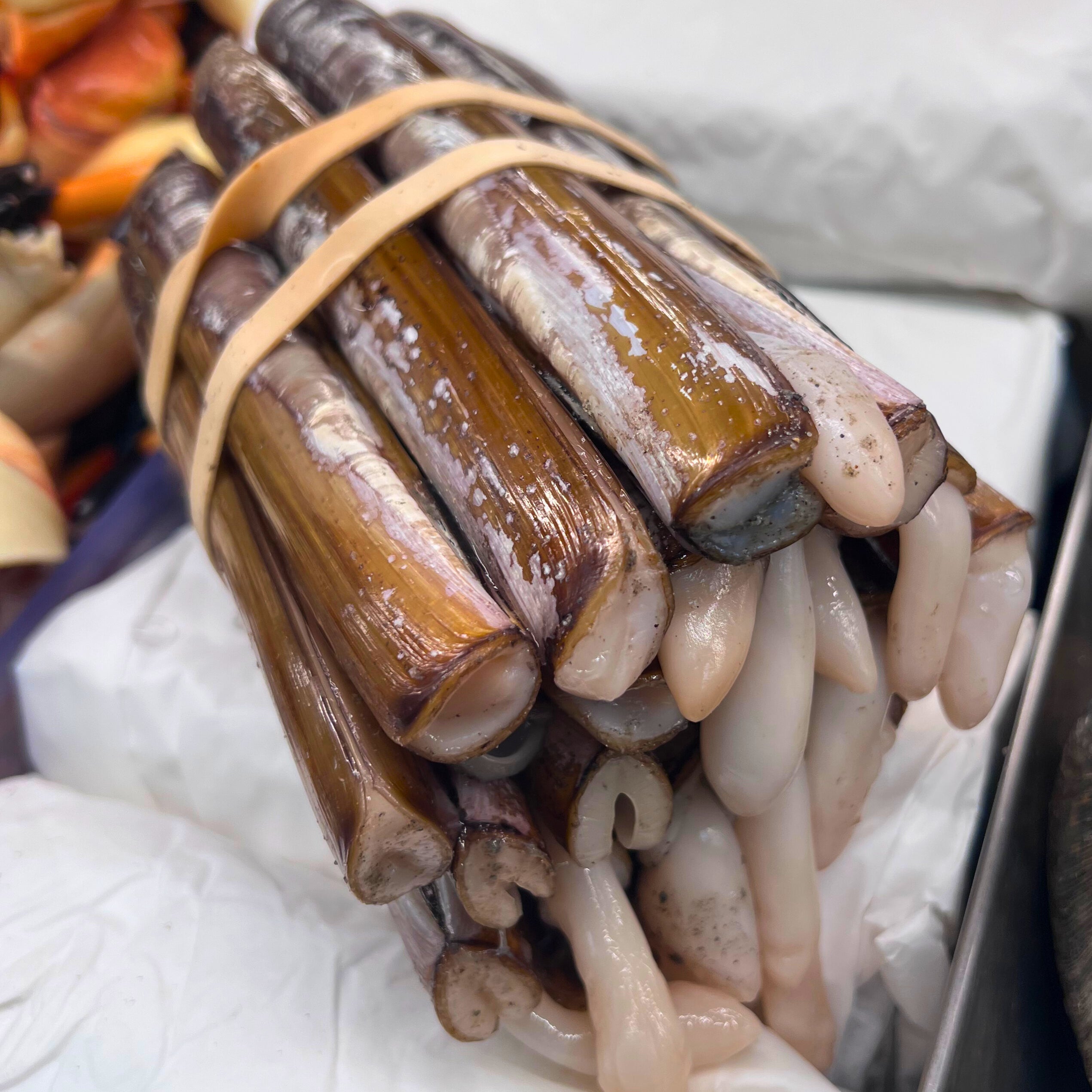 Live Razor Clams– Diana's Seafood