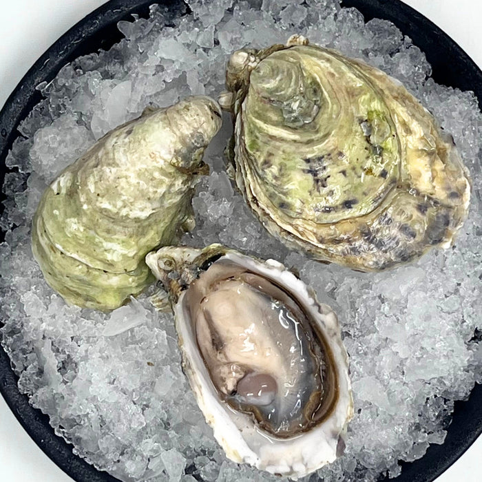 Sunseeker Oysters – 60 or 12 Count
