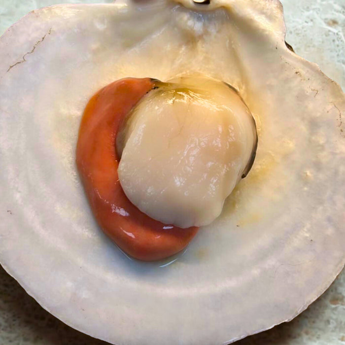 Live In-Shell Sea Scallops