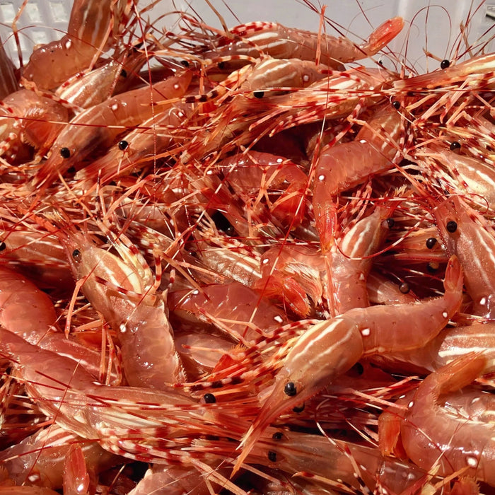Live B.C. Spot Prawns – Per Pound & 5 lb Case