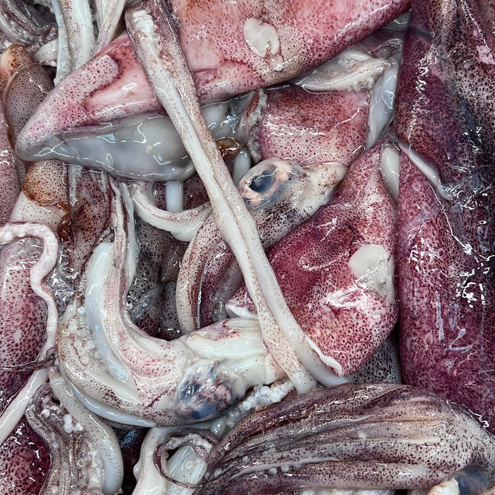 Fresh Squid