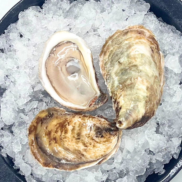 Sand Dune Oysters 12 Count