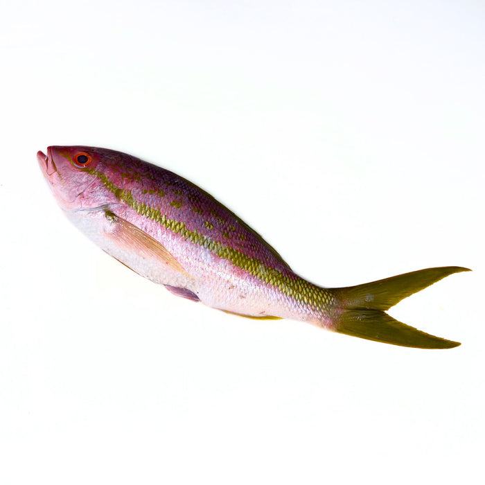 Whole Yellowtail Snapper