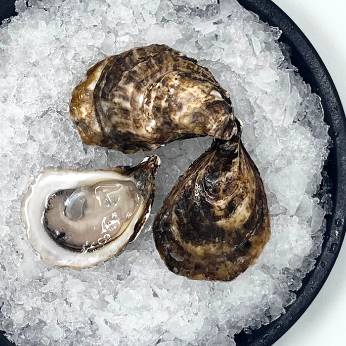 Black Magic Oysters – 100 or 12 Count