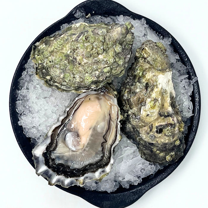 Effingham Oysters - Medium & Small